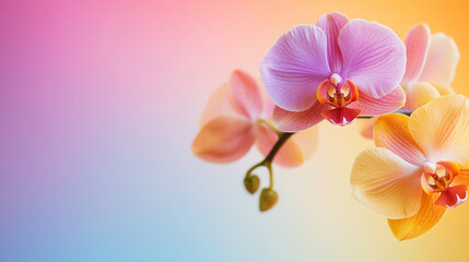 A gentle gradient background blending lemon chiffon and orchid hues, evoking a sense of elegance and softness. Ideal for beauty, wellness, or creative design themes with a delicate atmosphere.
