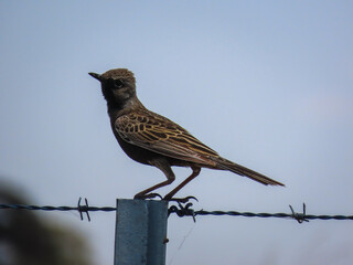 brown Song lark