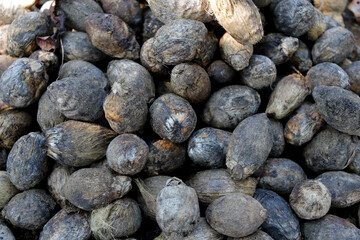  Dried betel nuts that are dried in the sun