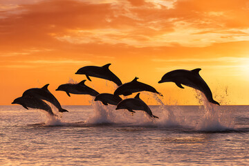 Dolphins Leaping from Ocean at Sunset – Perfect for Summer or Travel-Themed Visual Content

