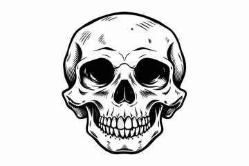 Fototapeta premium Detailed black and white illustration of a human skull with a grinning expression