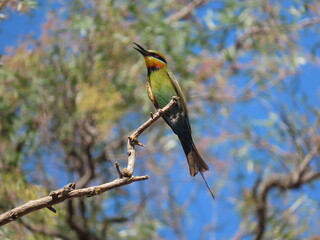 Rainbow bee eater on a branch