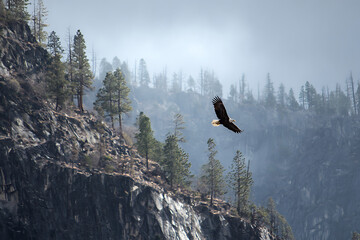 Majestic Bald Eagle Soaring Over Rugged Cliffs – Symbol of Freedom & Power in Wild Nature