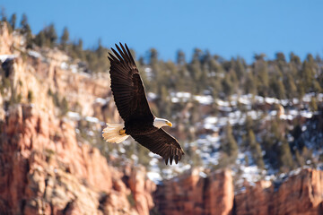 Majestic Bald Eagle Soaring Over Canyon Landscape – Powerful Wildlife Scene Capturing Freedom and Natural Beauty in Rugged Outdoor Setting

