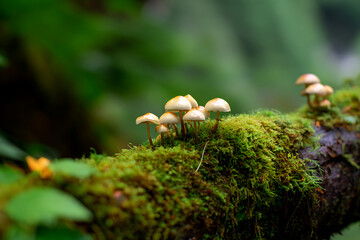 Close-Up of Tiny Mushrooms Growing from Moss-Covered Tree Branch – Detailed Nature Macro Capturing Forest Fungi in Natural Woodland Habitat

