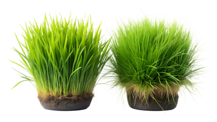 Photo of two clumps of vibrant green grass with visible roots isolated on transparent background