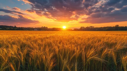 Fototapeta premium golden expanse of ripening wheat under a fiery sunset painting the sky with hues of orange and purple reflecting on the tranquil field conveying tranquility and agricultural abundance