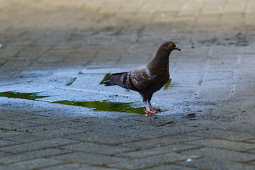 Alert City Pigeon Standing on Wet Pavement After Rain, Yellow Eyes Gaze on Urban Ground