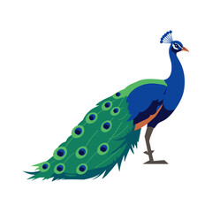 Naklejka premium Majestic Blue Peacock with Vibrant Feathers Vector Illustration