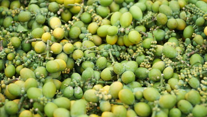 harvested melinjo seeds ready to be shipped