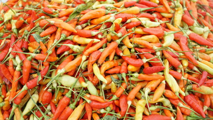 the best quality chilies in Aceh
