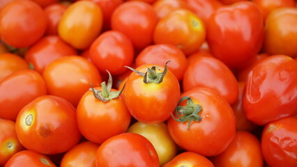 tomato farmers' harvest