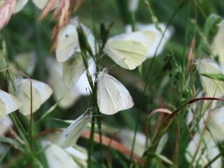 white cabbage moths in the grass