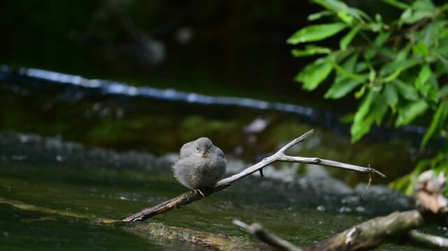 A recently fledged American Dipper (Cinclus mexicanus) waits on a tree branch above Daves Creek, Alaska, for a parent to bring it food.