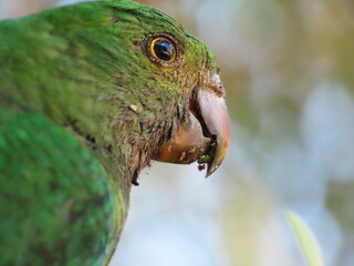 female king parrot