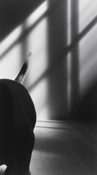 Monochrome Fine Art Animals, Minimalist Dog Photography, French Bulldog in Artistic Shadow, Black and White Minimalism, Fine Art Pet Portrait
