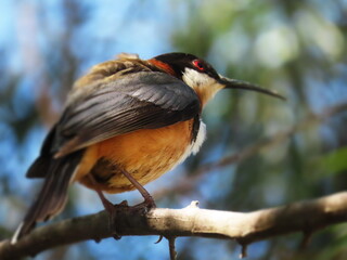 eastern spinebill 