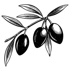 olive branch vector illustration