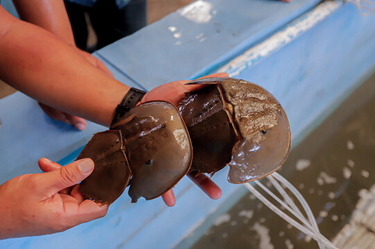 horseshoe crab farming