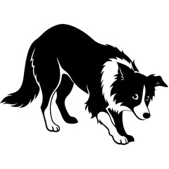 border collie dog