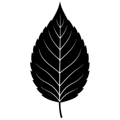 leaf isolated on white