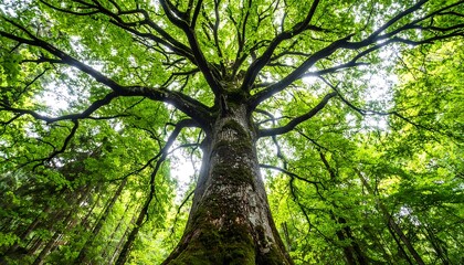 Fototapeta premium Lush green canopy of a majestic tree