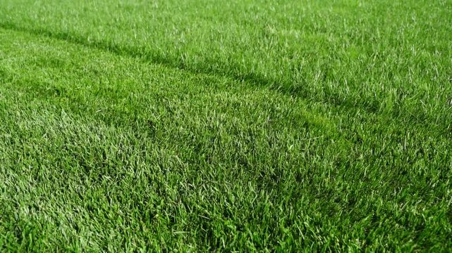 Half of the lawn is mowed by a lawnmower. Well-groomed green grass