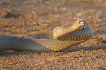 Brown snake in the sand