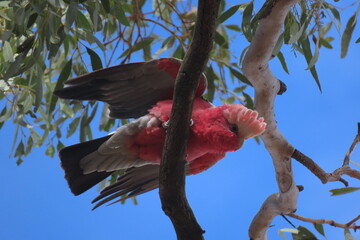 Happy galah cockatoo