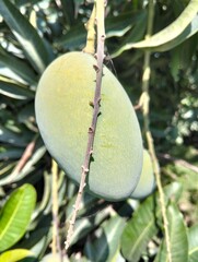 mango fruit on tree