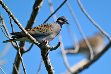 Turteltaube // Turtle Dove (Streptopelia turtur)