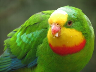 Superb parrot eating fruit