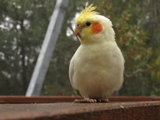 cockatiel