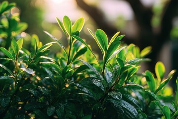 Sunlit summer morning foliage of a garden bush an outdoor decorative plant