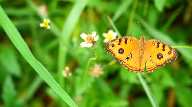 The Peacock Pansy ( Junonia almana ) butterfly on leaf with natural green background, Pattern similar to the eyes on the wing of orange color insect