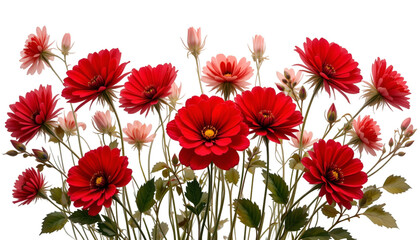 Beautiful red flowers blooming wallpaper background floral design nature photography spring summer garden 100 isolated on tranparent background