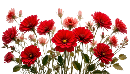 Beautiful red flowers blooming wallpaper background floral design nature photography spring summer garden 100 isolated on tranparent background