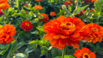 red and yellow flowers