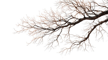 Obraz premium Delicate branches with fall foliage and frost on a white isolated background.