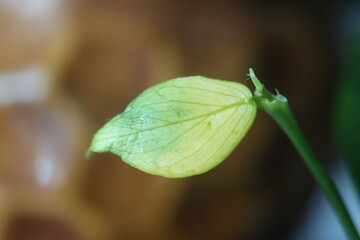 hoya Hoya polyneura hoja pnacze