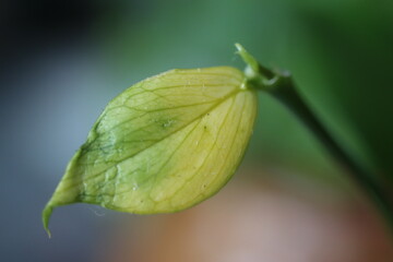 hoya Hoya polyneura hoja pnacze