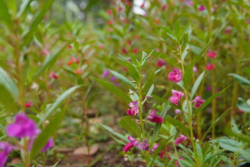 Vibrant Balsam Flowers in Bloom A Close-Up View