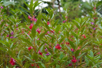 Vibrant Balsam Flowers in Bloom A Close-Up View
