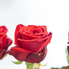 Red rose flower in bloom with smooth petals on a white background