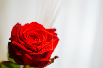 Red rose flower in bloom with smooth petals on a white background