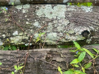 Close-up of weathered wooden fence with green vines and moss.