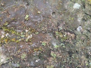 Close-up of a textured rock surface covered with moss and lichen.