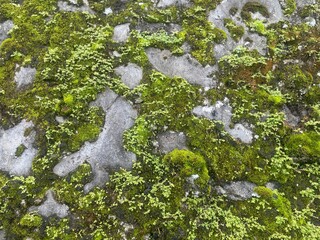 Close-up of vibrant green moss growing on a textured stone surface.