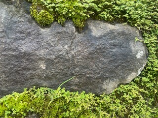 A close-up of a moss-covered rock displaying natural textures and colors.