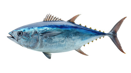 Fototapeta premium Fresh bluefin tuna fish, isolated on a white background for culinary presentation.